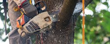 Best Emergency Tree Removal  in Shoreacres, TX