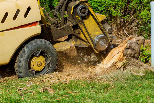 Best Fruit Tree Pruning  in Shoreacres, TX