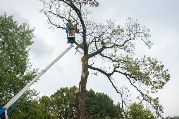 Seasonal Cleanup (Spring/Fall) in Shoreacres, TX