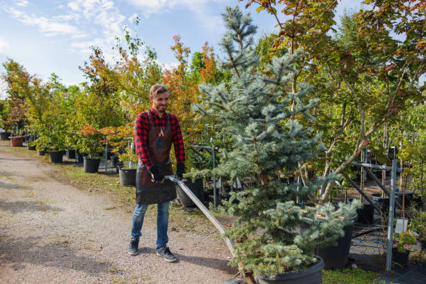 Reliable Shoreacres, TX Tree Care Services Solutions