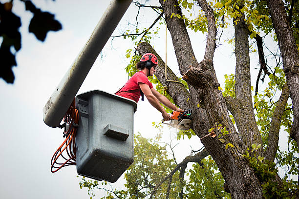 Best Storm Damage Tree Cleanup  in Shoreacres, TX