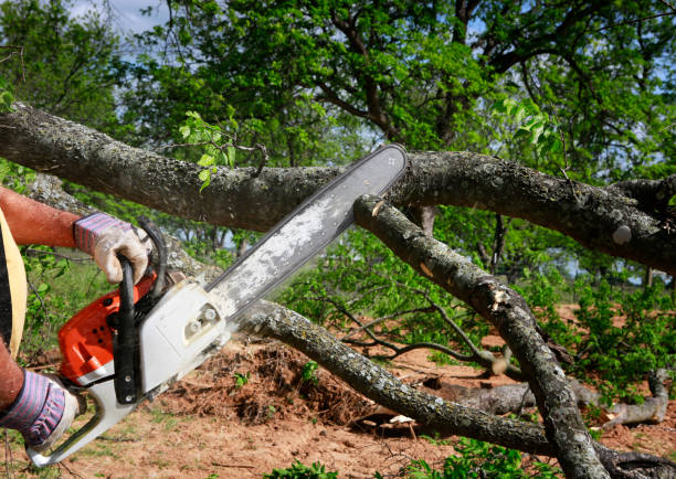 Best Tree Disease Treatment  in Shoreacres, TX